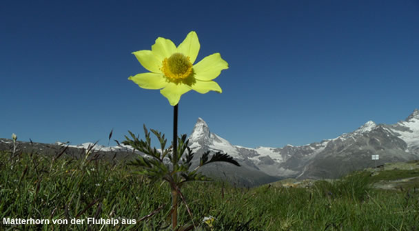 Matterhorn von der Fluhalp aus